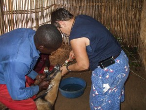 Dosing the goats