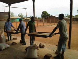 wpid2187-MEN-SIFTING-CORN.jpg